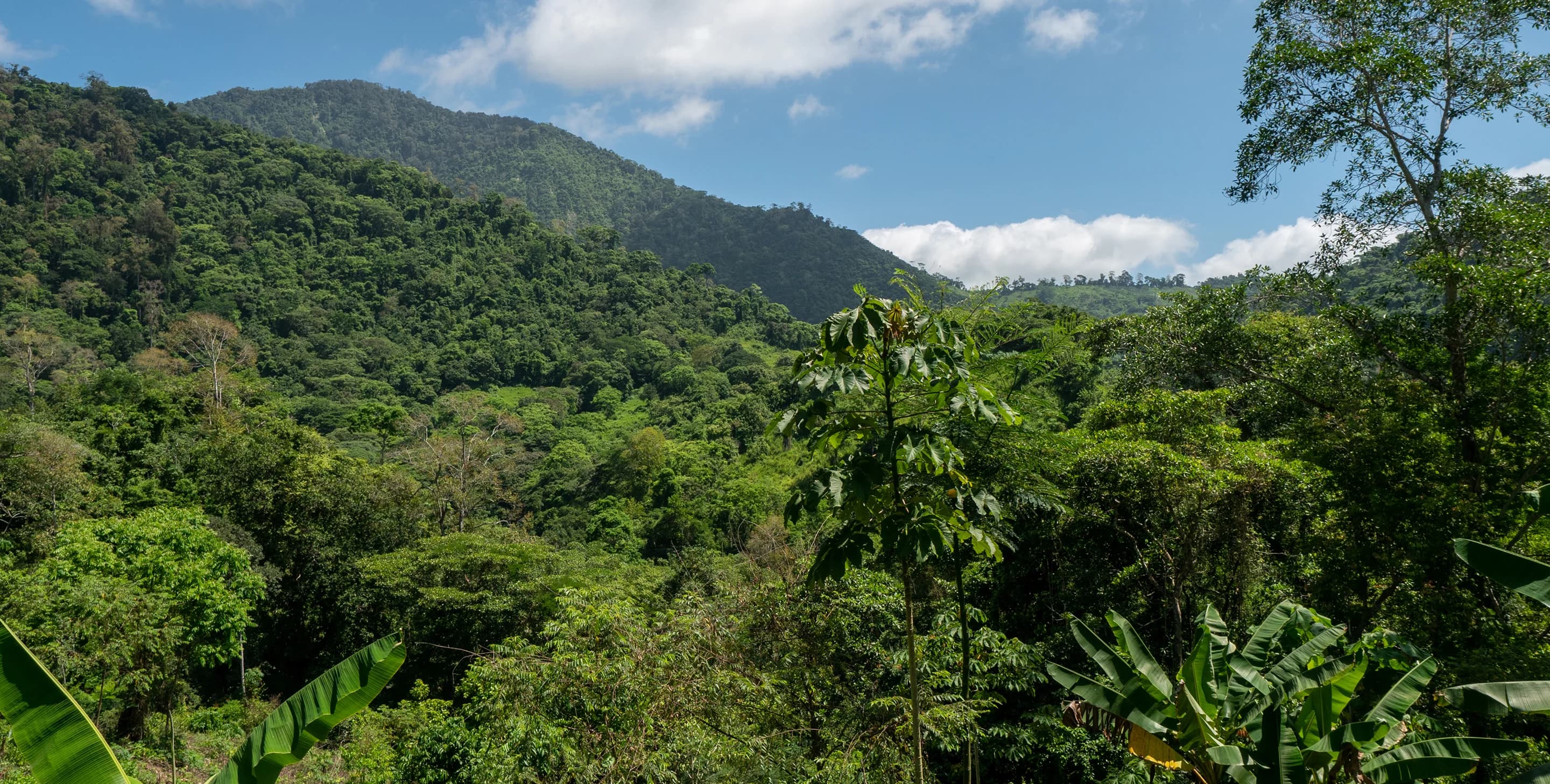 Sfondo Foresta Regenera 3