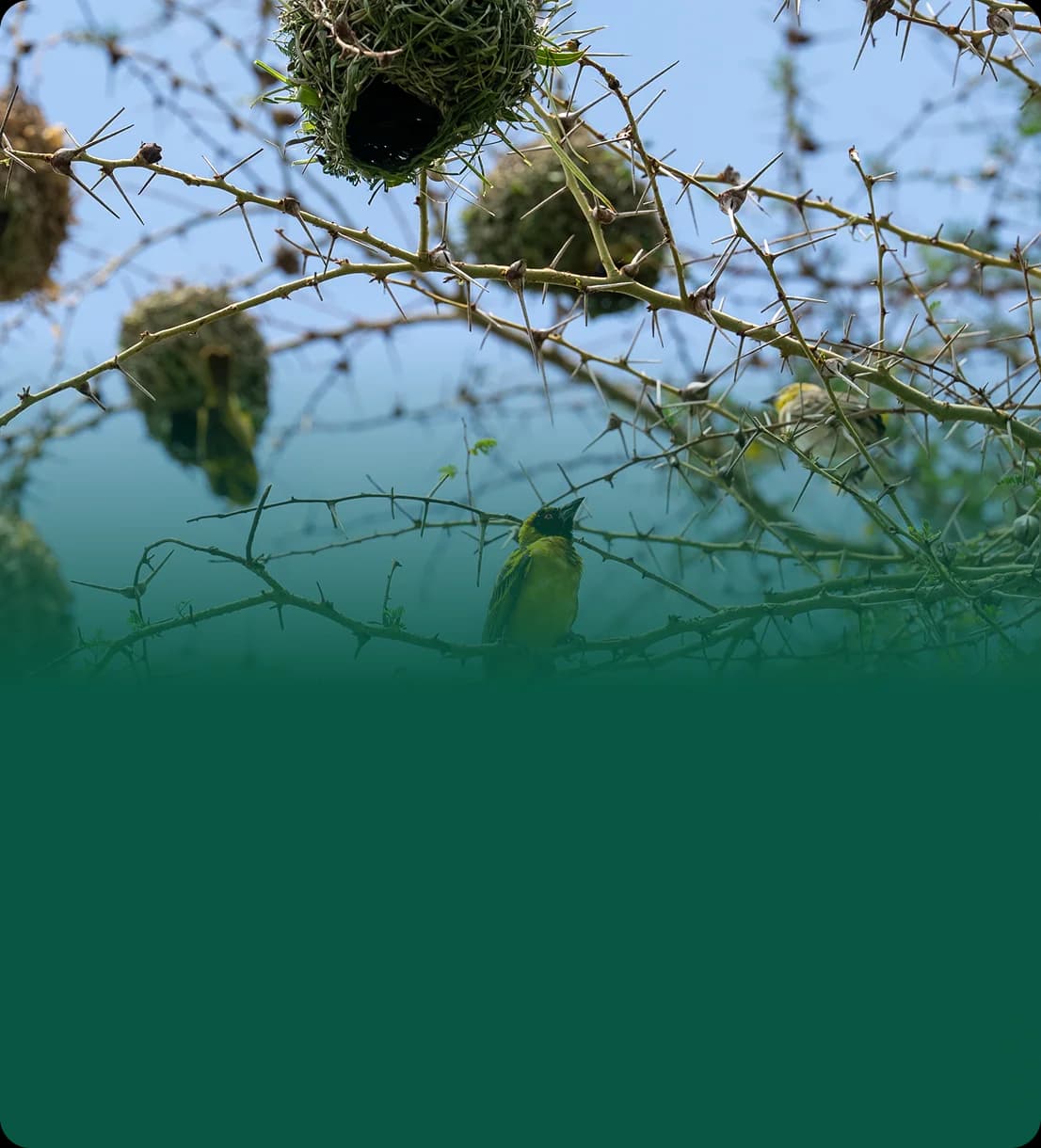 Proteggi la biodiversità col tuo team
