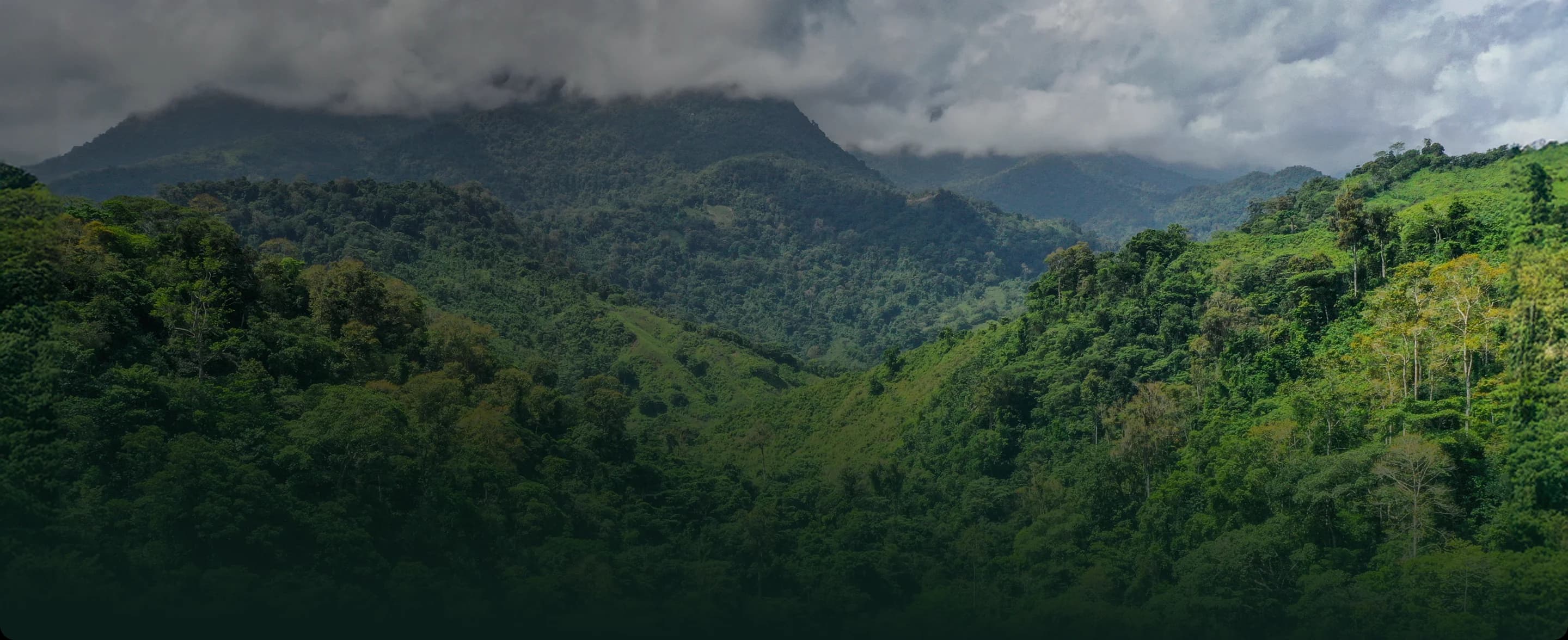 Carbon Offset